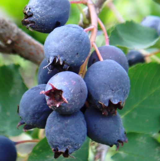 Купить саженцы ирга 3 года сорт слейт