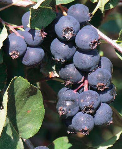 Купить саженцы ирга 3 года