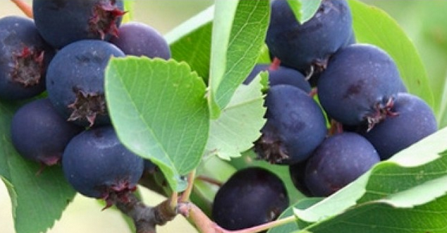 Купить саженцы ирга 3 года