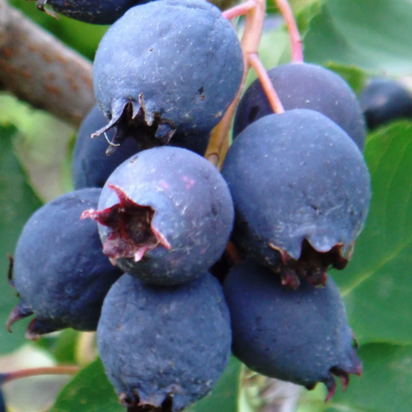 саженцы ирги из питомника