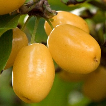 Купить саженцы кизила 4 года