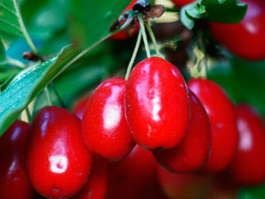 Купить саженцы кизила 4 года