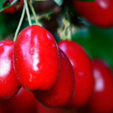 Купить саженцы кизила 4 года