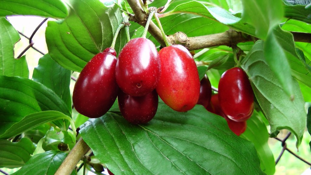 саженцы кизил Питомник Кольцово 