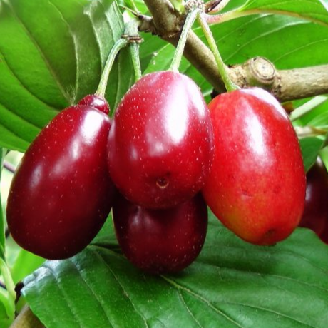 Купить саженцы кизила 4 года