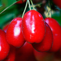 Купить саженцы кизила 4 года