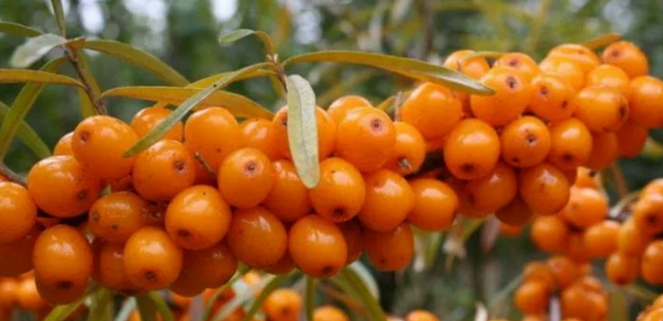 Купить саженцы облепихи 6 лет