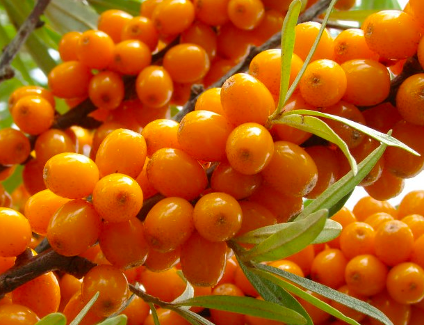 Купить саженцы облепихи 6 лет