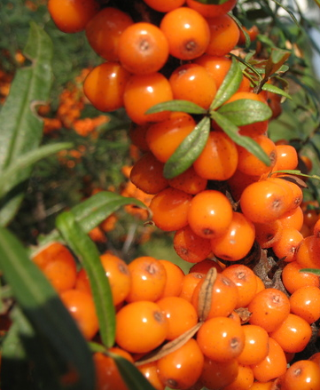 Купить саженцы облепихи 6 лет