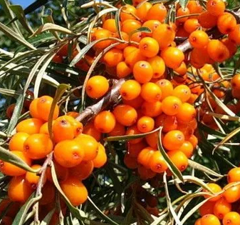 Купить саженцы облепихи 6 лет