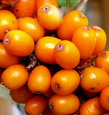 Купить саженцы облепихи 6 лет