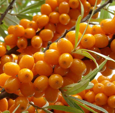 Купить саженцы облепихи 6 лет