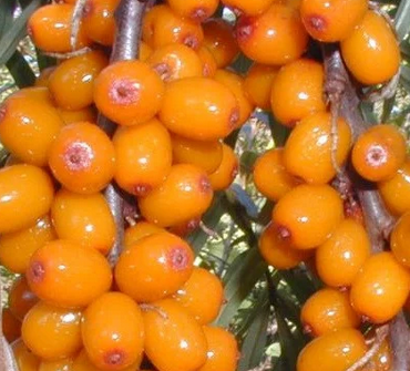 Купить саженцы облепихи 6 лет