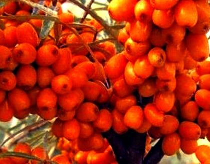 Купить саженцы облепихи 6 лет