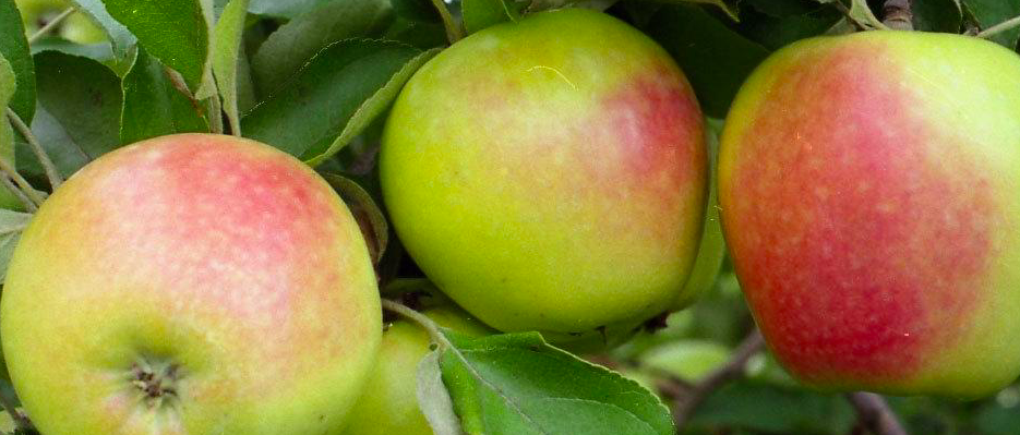 Купить саженцы яблони 6 лет