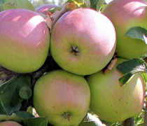 Купить саженцы яблони сорт сена орловский