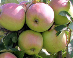 Купить саженцы яблони сорт Сенап Орловский