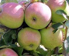 Купить саженцы яблони сорт Сенап Орловский