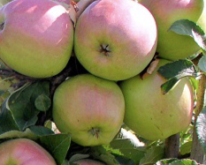 Купить саженцы яблони 6 лет