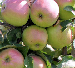 Купить саженцы яблони 8 лет