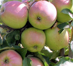 Купить саженцы яблони сорт Сенап Орловский