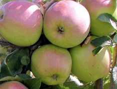 Купить саженцы яблони 10 лет сорт Сенап Орловский