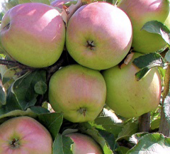 Купить саженцы яблони Сенап Орловский 11 лет крупномер