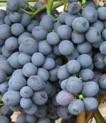 Купить саженцы винограда 3 года сорт Мускат черный