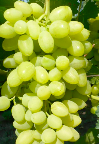 Купить саженцы кишмиш 3 года сорт Долгожданный