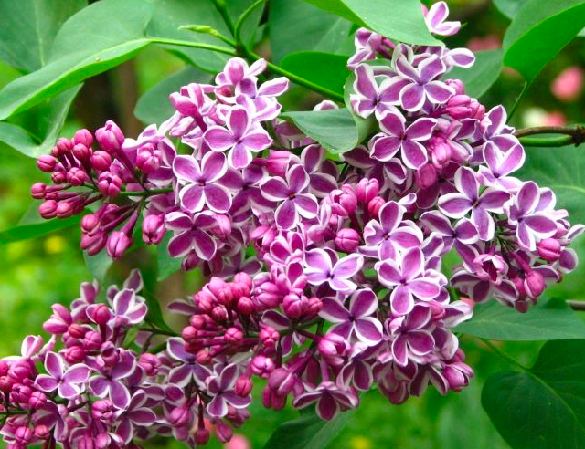 Купить саженцы сирень 4 года Сенсация