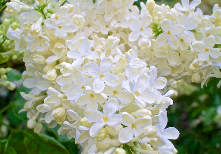 Купить саженцы сирень 4 года Примроуз