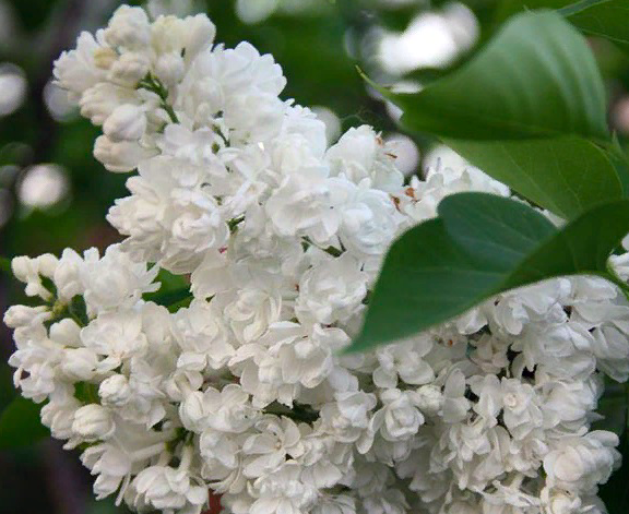 Купить саженцы Сирень 4 года Память о Колесникове