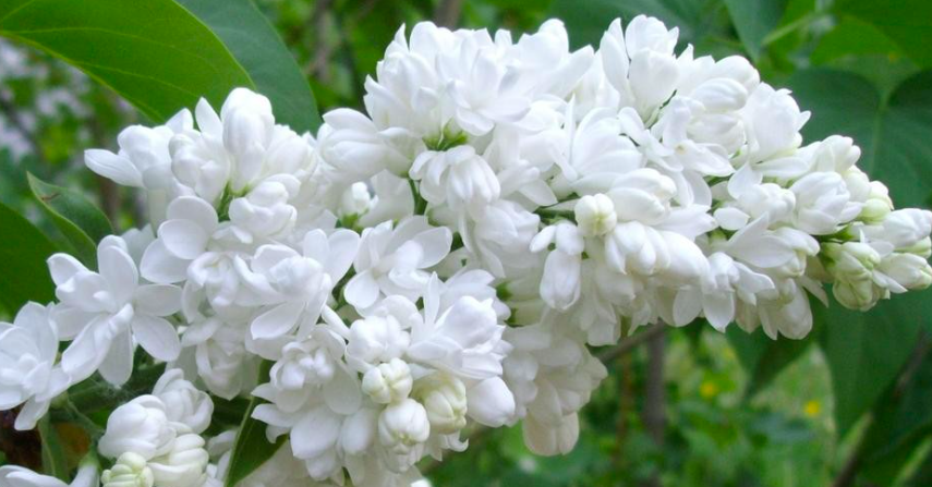 Купить саженцы Сирень 4 года Мадам Лемуан