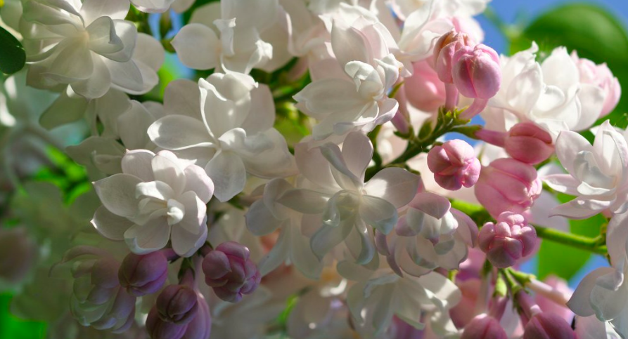 Купить саженцы Сирень 4 года  Красавица Москвы