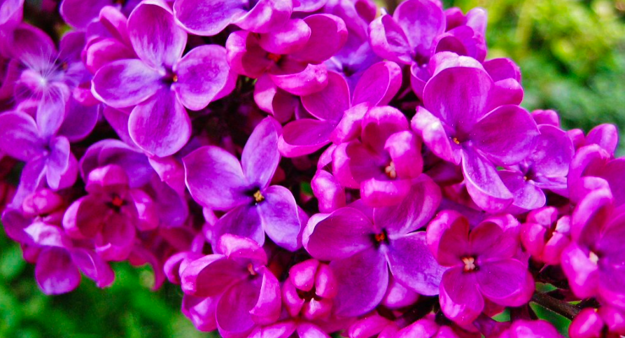 Купить саженцы Сирень 4 года Индия