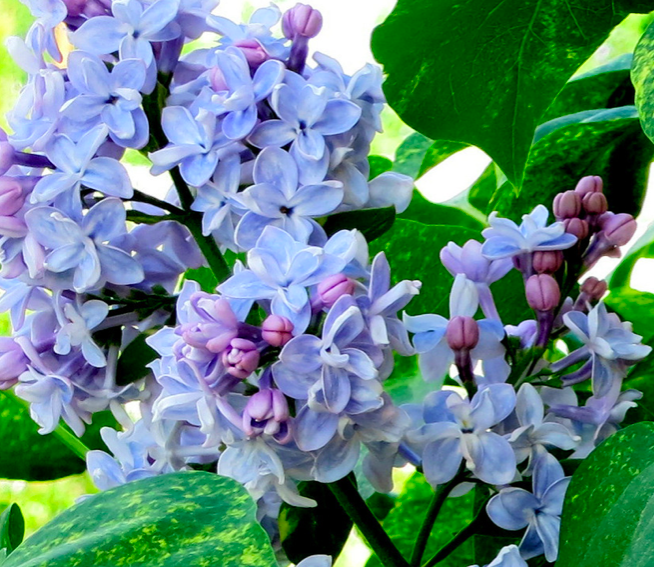 Купить саженцы сирень 4 года Аукубафолияя