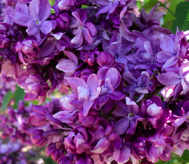 Купить саженцы сирень 4 года утро Москвы