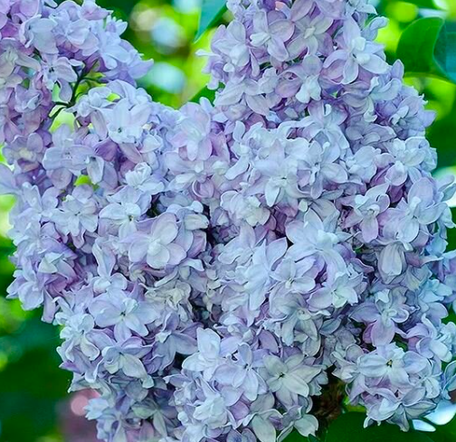 Купить саженцы сирень 4 года Небо Москвы