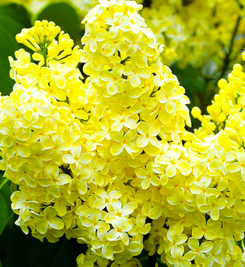 Купить саженцы сирень 4 года Золушка