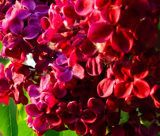 Купить саженцы сирень 4 года Красная Москва