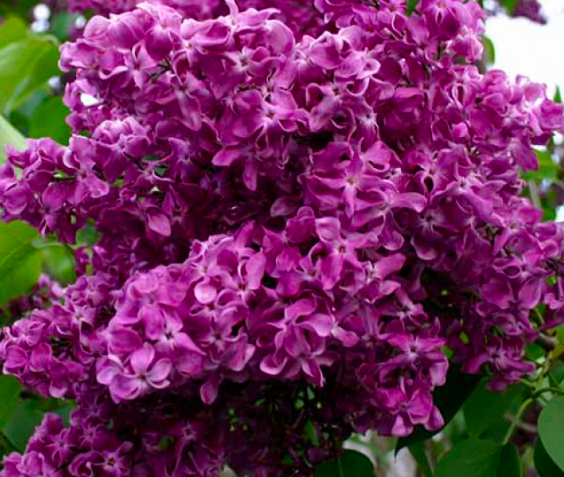 Купить саженцы сирень 4 года Шарль Жоли