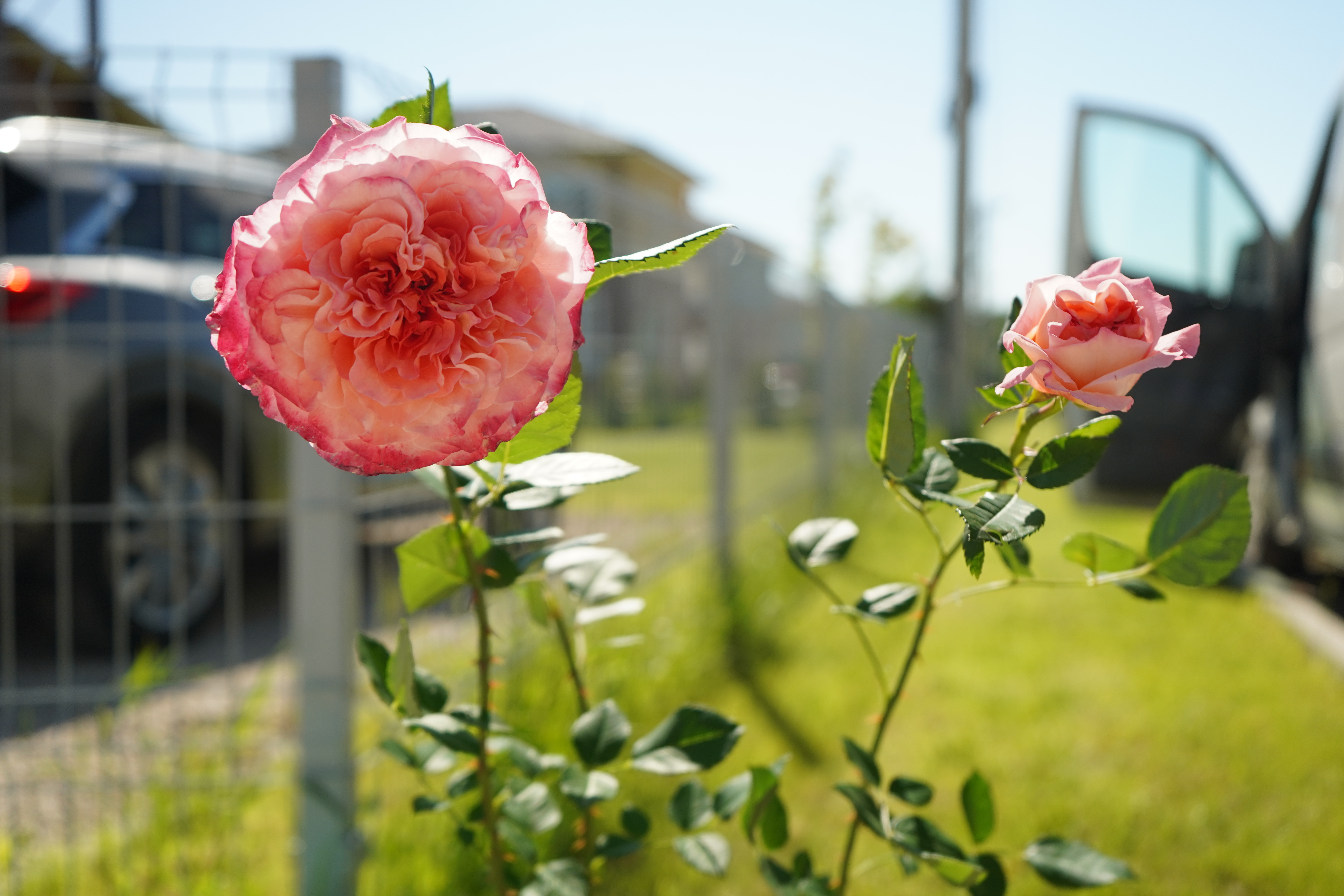 питомника садовых растений кольцово