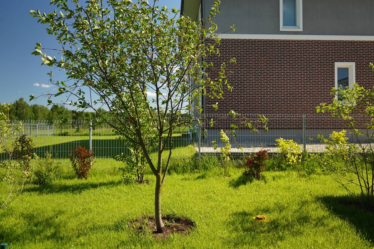 питомника садовых растений кольцово