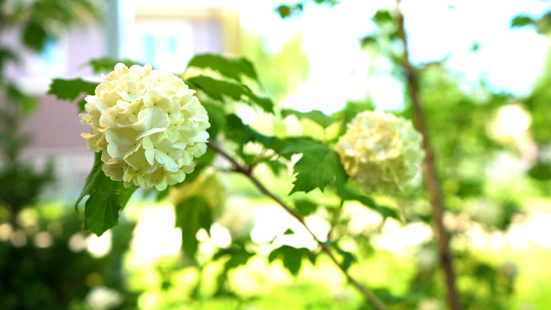 питомника садовых растений кольцово