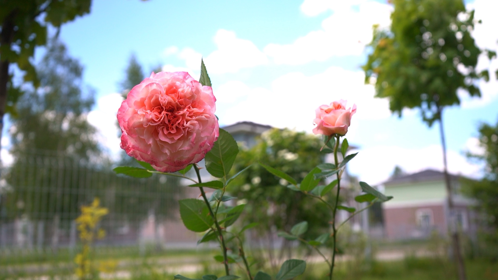 питомника садовых растений кольцово