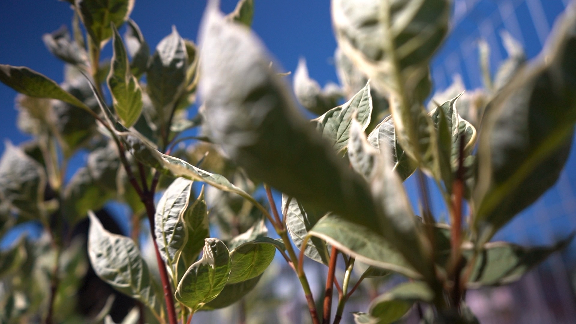 питомника садовых растений кольцово