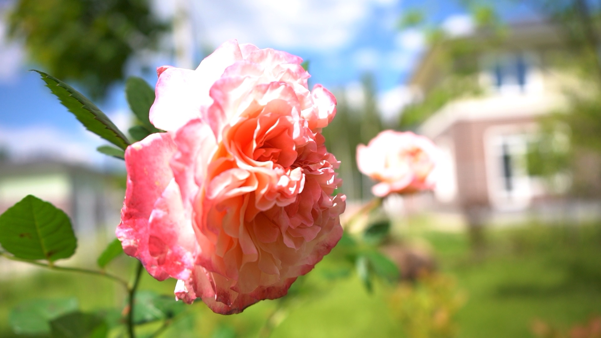 питомника садовых растений кольцово