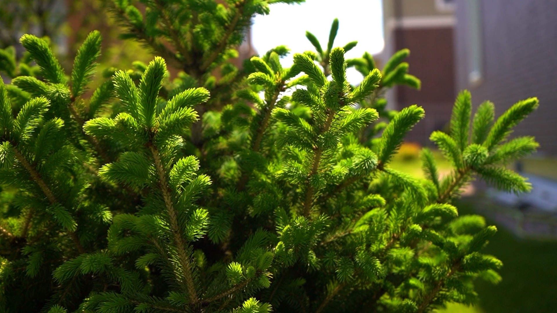 питомника садовых растений кольцово