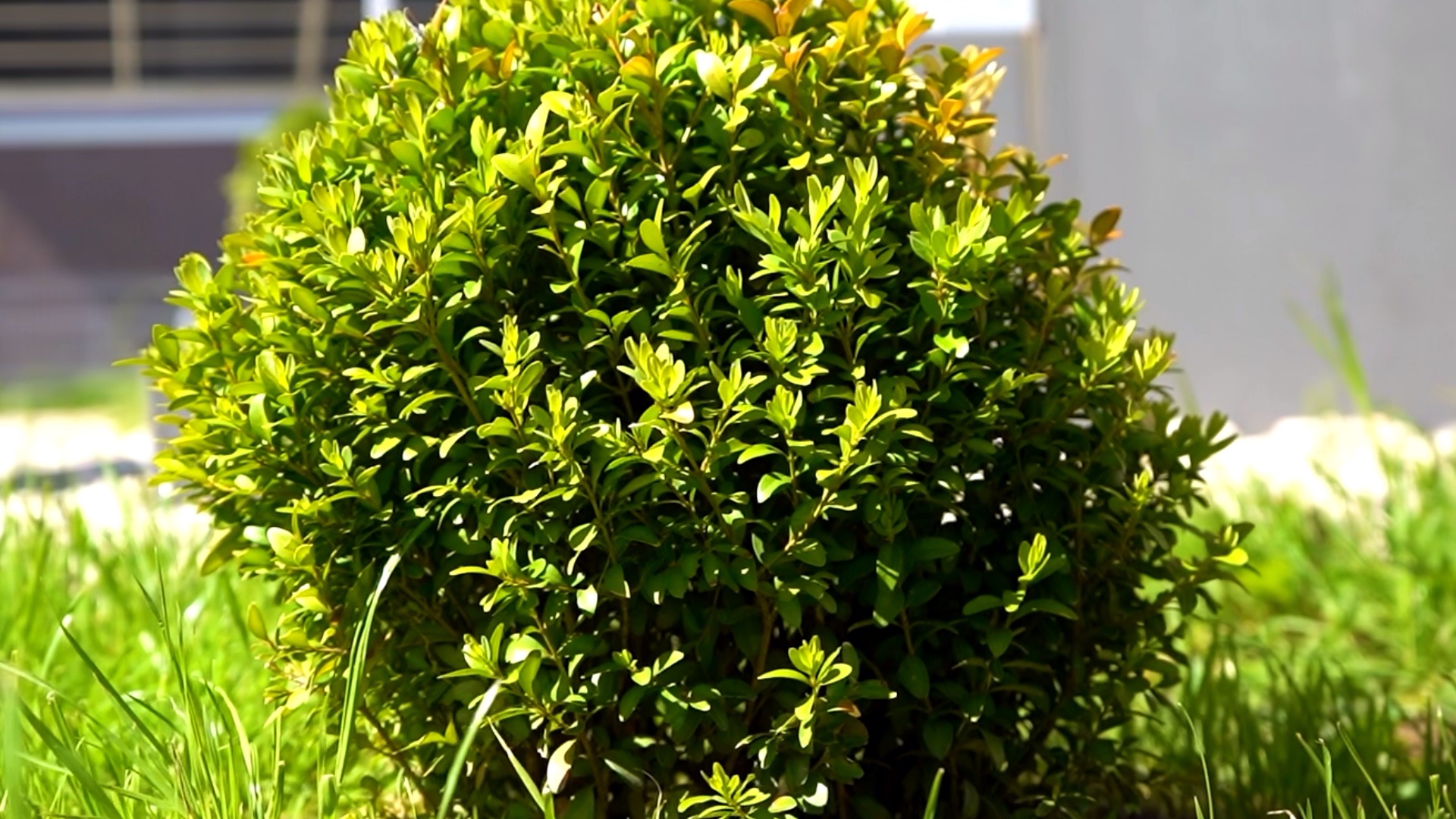 питомника садовых растений кольцово