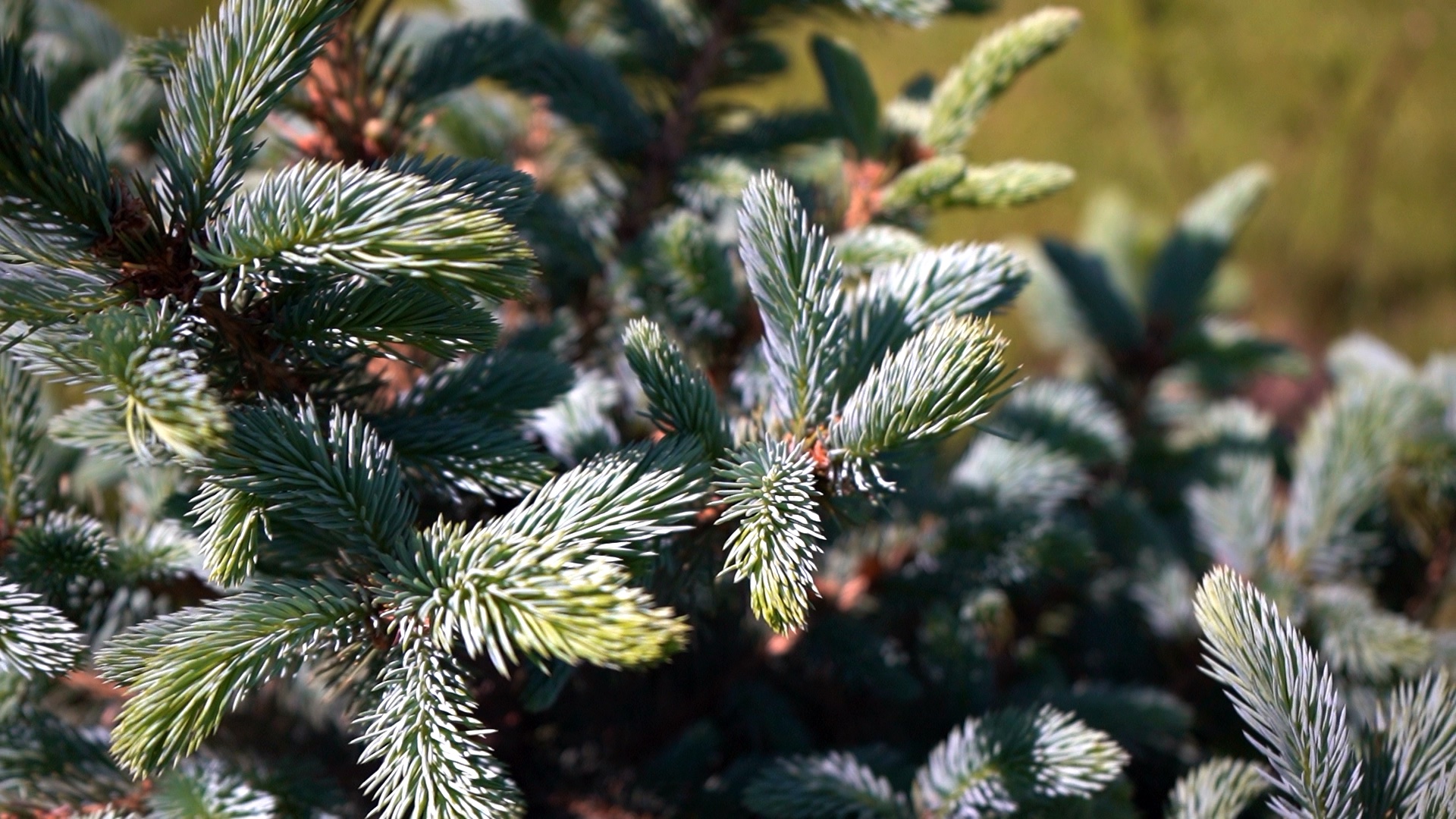 питомника садовых растений кольцово